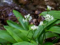 Frisch aufgeblühter Bärlauch am Bachufer